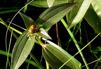 Dissotis swynnertonii