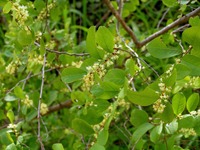 Flueggea virosa