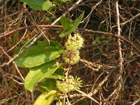 Smilax anceps