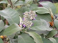 Solanum mauritianum