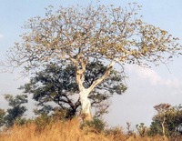 Sterculia quinqueloba
