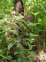 Lantana angolensis