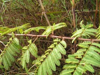 Mimosa pigra