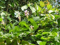 Canavalia africana