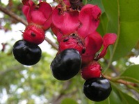 Ochna pulchra