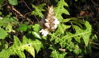 Acanthus montanus