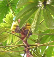 Musanga cecropioides in Global Plants on JSTOR