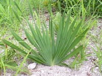 Boophone disticha