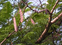 Acacia polyacantha