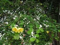 Bauhinia tomentosa