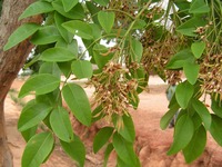 Dalbergia boehmii