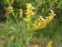 Eriosema psoraleoides