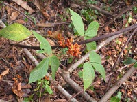 Flemingia grahamiana
