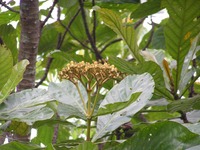 Anthocleista grandiflora
