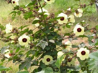 Hibiscus surattensis