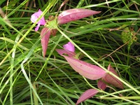 Dissotis swynnertonii