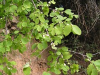 Flueggea virosa