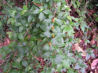 Vangueria infausta
