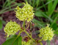 Smilax anceps