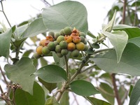 Solanum mauritianum