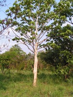 Sterculia quinqueloba