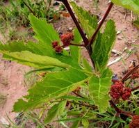 Ampelocissus obtusata