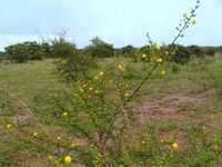 Acacia hockii