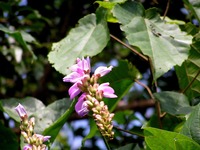 Canavalia africana
