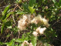 Microglossa pyrifolia