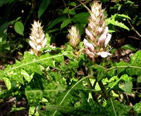Acanthus montanus