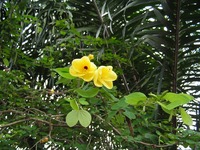 Bauhinia tomentosa