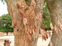 Dalbergia boehmii