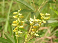 Eriosema psoraleoides