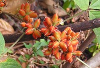 Flemingia grahamiana