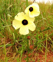 Hibiscus surattensis