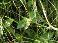 Dissotis swynnertonii