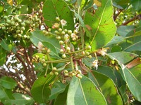 Syzygium guineense subsp. macrocarpum