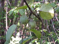 Adenia rumicifolia