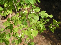 Flueggea virosa