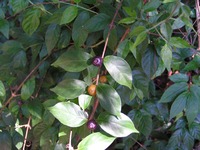 Vangueria infausta