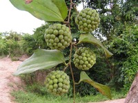 Smilax anceps