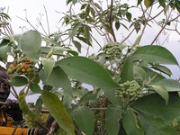 Solanum mauritianum