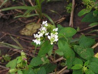 Lantana angolensis