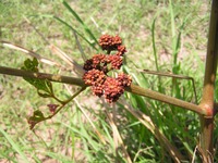 Ampelocissus obtusata
