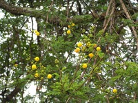 Acacia hockii