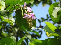 Canavalia africana