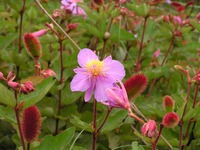 Clappertonia ficifolia