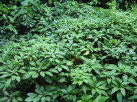 Impatiens salpinx