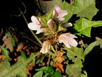 Acanthus montanus