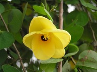 Bauhinia tomentosa